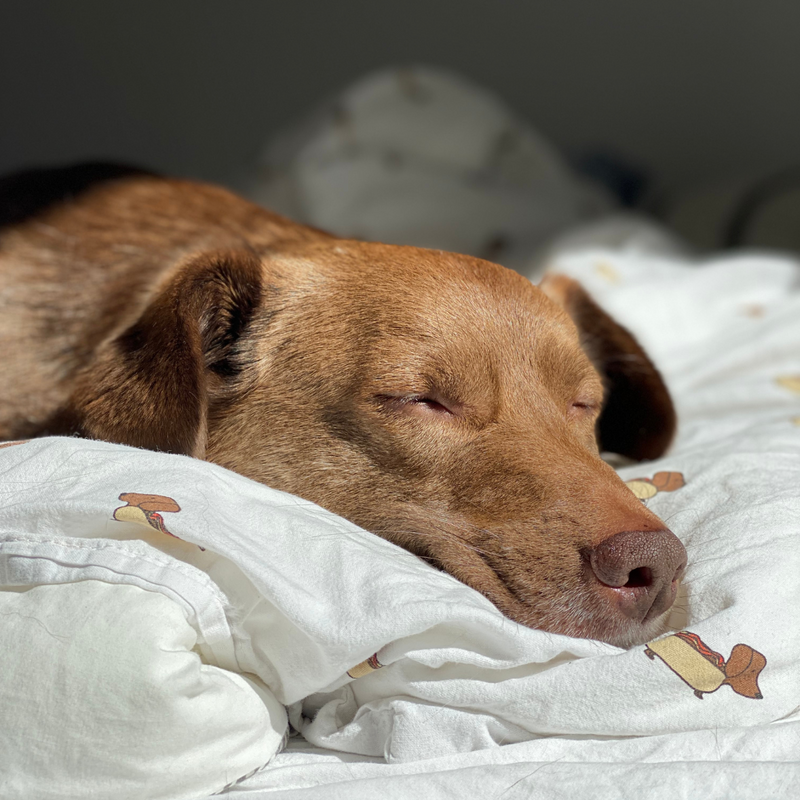 SHOULD YOUR DOG SLEEP IN YOUR BED? WHAT OUR DOG EXPERT SAYS