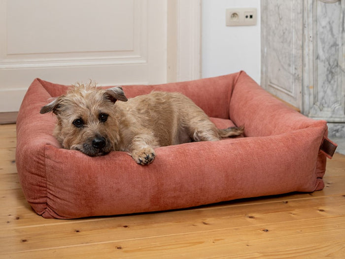 How much sleep does your dog need and why? –