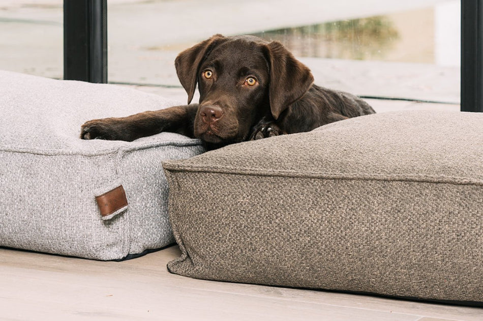 Dog beds